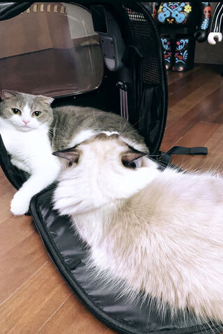 The Purr-fect Duo: Cat Lisa BP