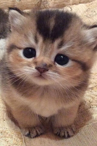 Adorable Whiskers: The Cutest Kitten Ever! 🐾❤️