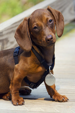 Adorable Pup with a Heart of Gold 🐾❤️