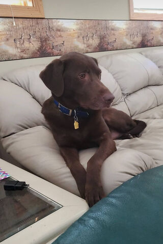 Chill Vibes with a Chocolate Labrador 🍫🐾