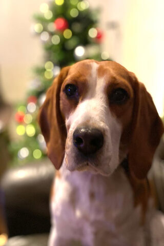 Festive Beagle Cheer! 🎄🐶