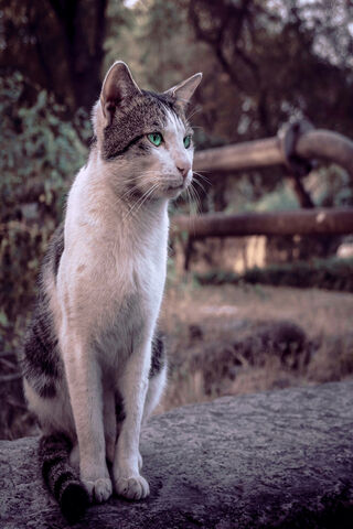 Whiskers in the Wild: A Feline Explorer 🐾