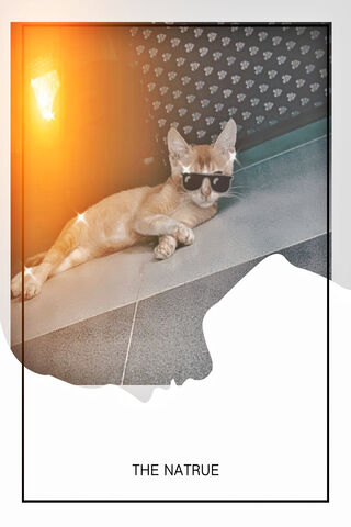 Chill Vibes: The Cool Cat 😎