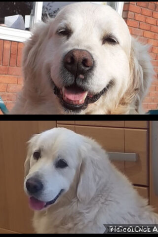 Adorable Golden Smiles 🐶✨