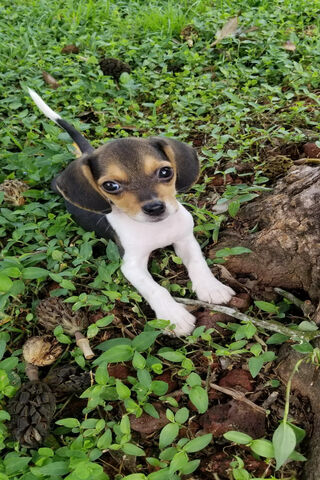 Adorable Beagle Pup Exploring Nature 🌿🐾