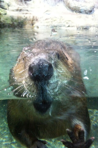 Bubbly Beaver Bliss 🦫💦