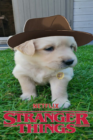 Paw-some Adventures in the Upside Down! 🐾