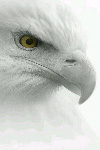 Magnificent Eagle - Birds & Animals Background Wallpapers on Desktop Nexus  (Image 2562855)