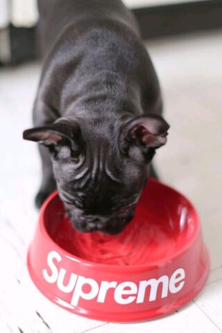 Supreme Snacker: The French Bulldog Delight