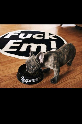 Charming Frenchie with Attitude! 🐶✨