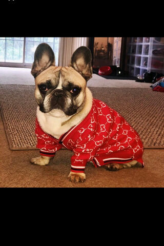 Chic and Charming: The Stylish French Bulldog 🐶❤️