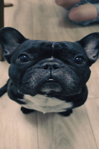 Frenchie: The Charming Companion 🐾