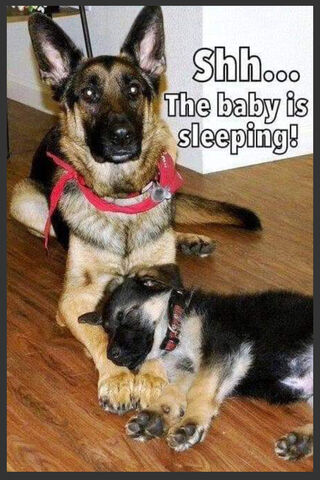 Guardians of Sweet Dreams: A German Shepherd Duo 🐾💤