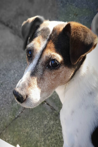 Charming Jack Russell: A Bundle of Energy! 🐶✨