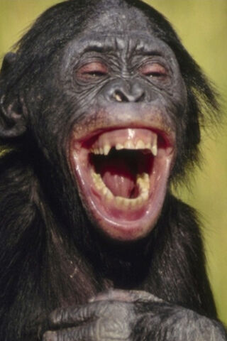 Joyful Monkey: The Face of Happiness! 🐒✨