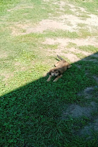Mio Dog: The Playful Pup in the Sun 🌞🐾