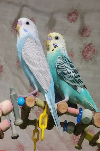 Colorful Companions: Parakeet Pals