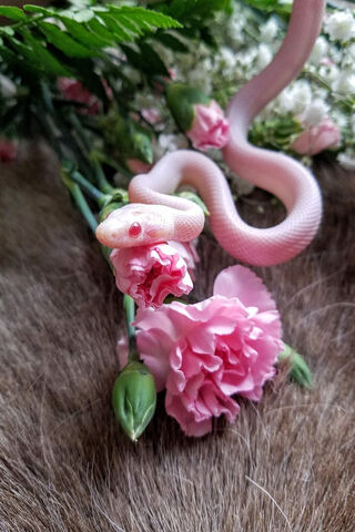 Blush Beauty: The Encha..