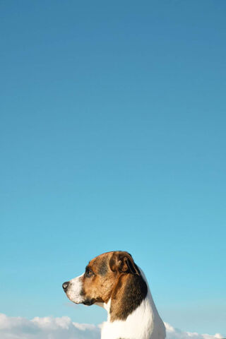 Perro's Daydream: A Canine's View of the Sky 🌤️🐾