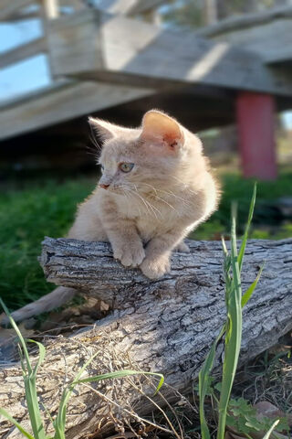 Princess DeeDee: The Royal Explorer 🐾👑