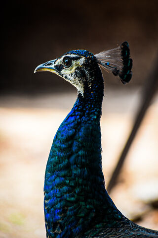 Majestic Beauty: The Peacock's Splendor 🦚✨