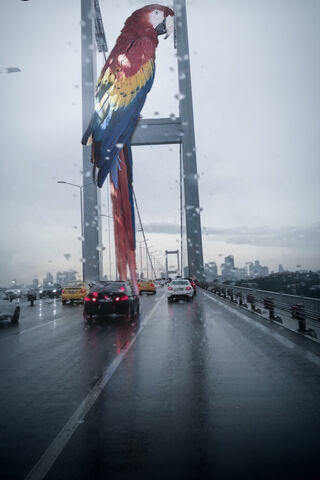 Parrot on the Bridge: A Colorful Encounter 🌈🦜