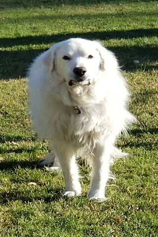 Pyrenees Patrol