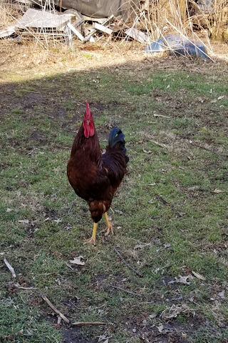 Rooster's Morning Strut 🌅🐔
