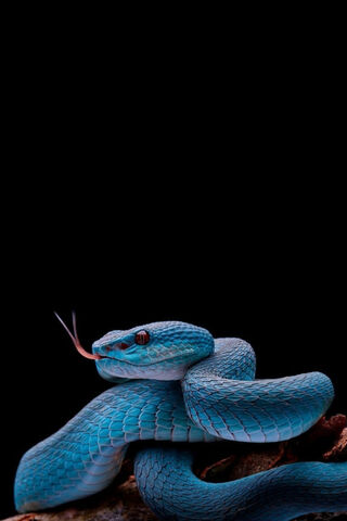 Mystical Blue Serpent: Nature's Jewel 🐍✨