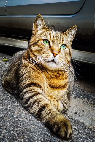 Super Cat: The Feline Guardian 🐾✨