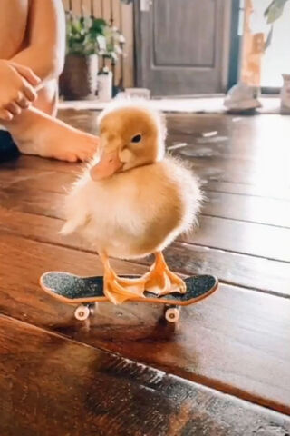 Skater Duck: The Feathered Prodigy 🦆🛹