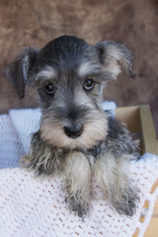 Adorable Schnauzer Pup: A Bundle of Joy! 🐾