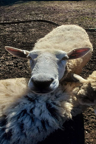 Curious Sheep: A Close Encounter 🐑✨