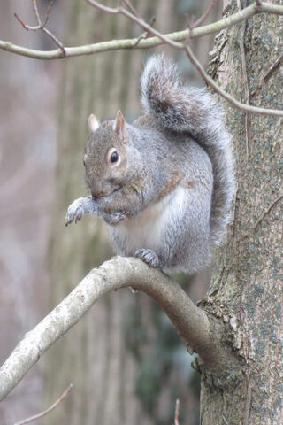Squirrel Shenanigans: Nature's Playful Acrobat 🐿️🌳