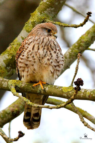 The Majestic Torenvalk: Nature's Skilled Hunter 🦅🌳