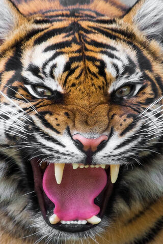 Tiger Face