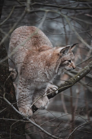 Silent Stalker: The Wildcat's Domain 🐾🌲