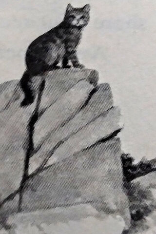 The Brave Sentinel of the Wild