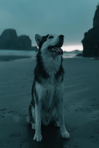 Wolf Dog Wallpaper - Download to your mobile from PHONEKY