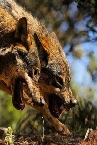 The Wild Spirit: A Wolf's Pursuit 🐺🌲