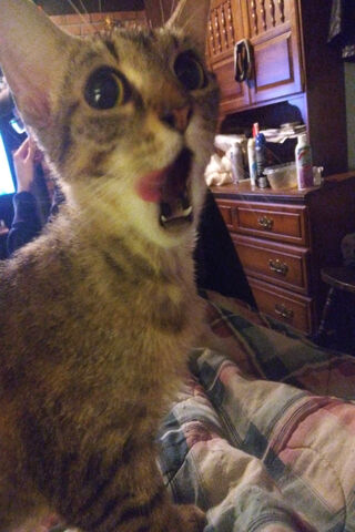 The Feline Shout-Out! 🐾😺