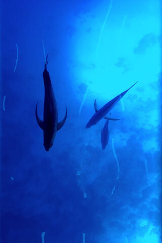 Majestic Sharks of the Deep Blue 🌊🦈