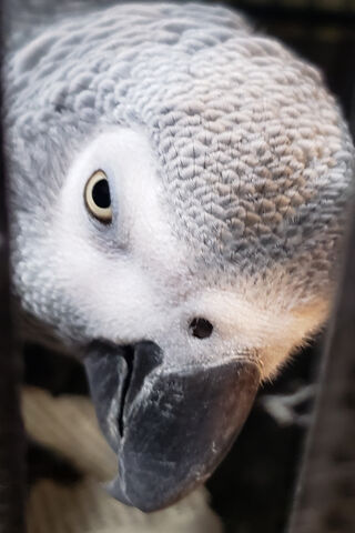 The Charming African Grey Parrot: A Feathered Genius! 🦜✨