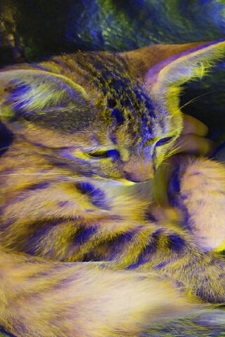 Michi's Dreamy Whiskers 🌌🐾