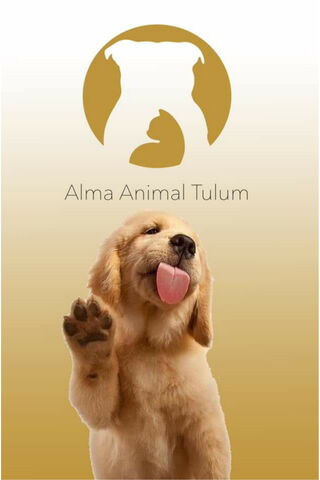 Pawsitive Vibes at Alma Animal 🐾✨