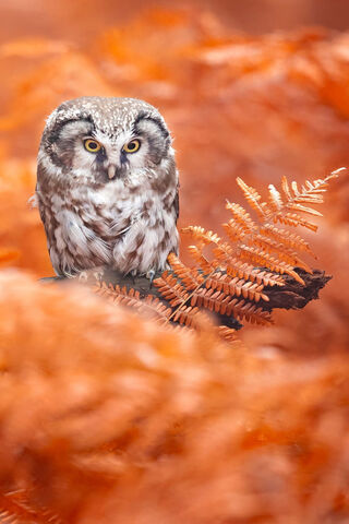 Whispers of the Forest: The Enigmatic Owl 🦉🍂