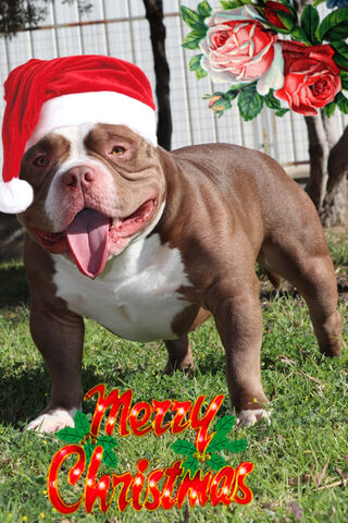 Holiday Cheer with American Bully Roy Jr! 🎄🐾