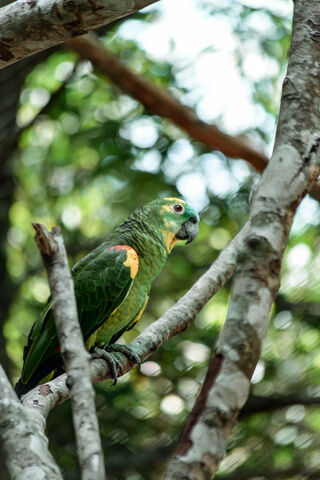 A Vibrant Encounter: Ave A La Vista 🦜🌿