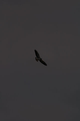 Aguila