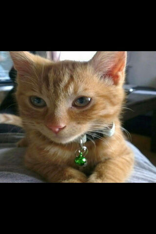 Sizzling Cutie: Baby Bacon 🥓🐾